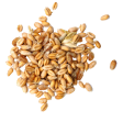seed